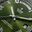 TUDOR_R_G_MB1
