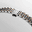Longines_MB4