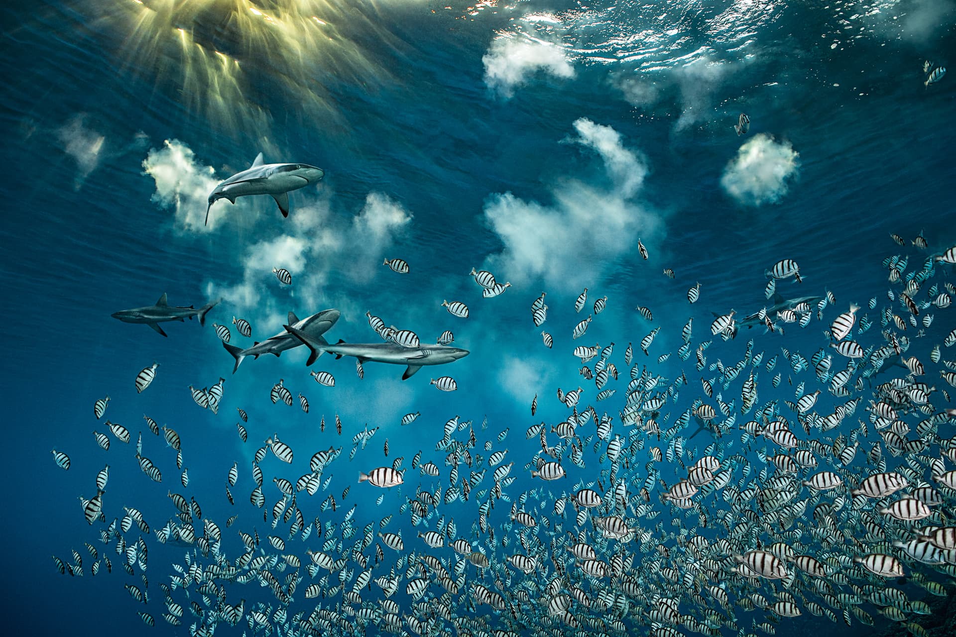 2_blancpain_ocean_commitment_c_laurent_ballesta_0_0